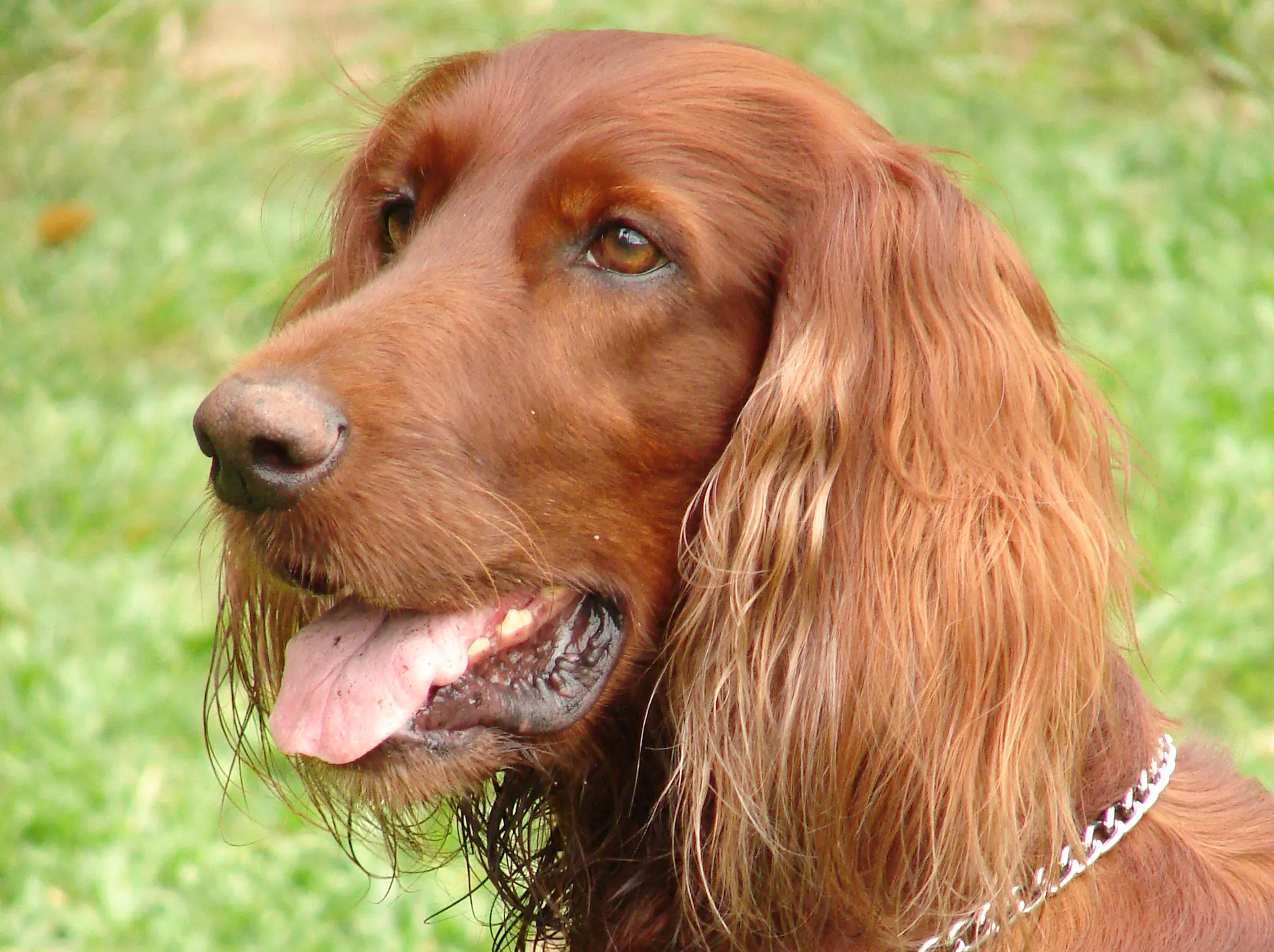Different Breeds of Dogs and How They Have Been Domesticated 1