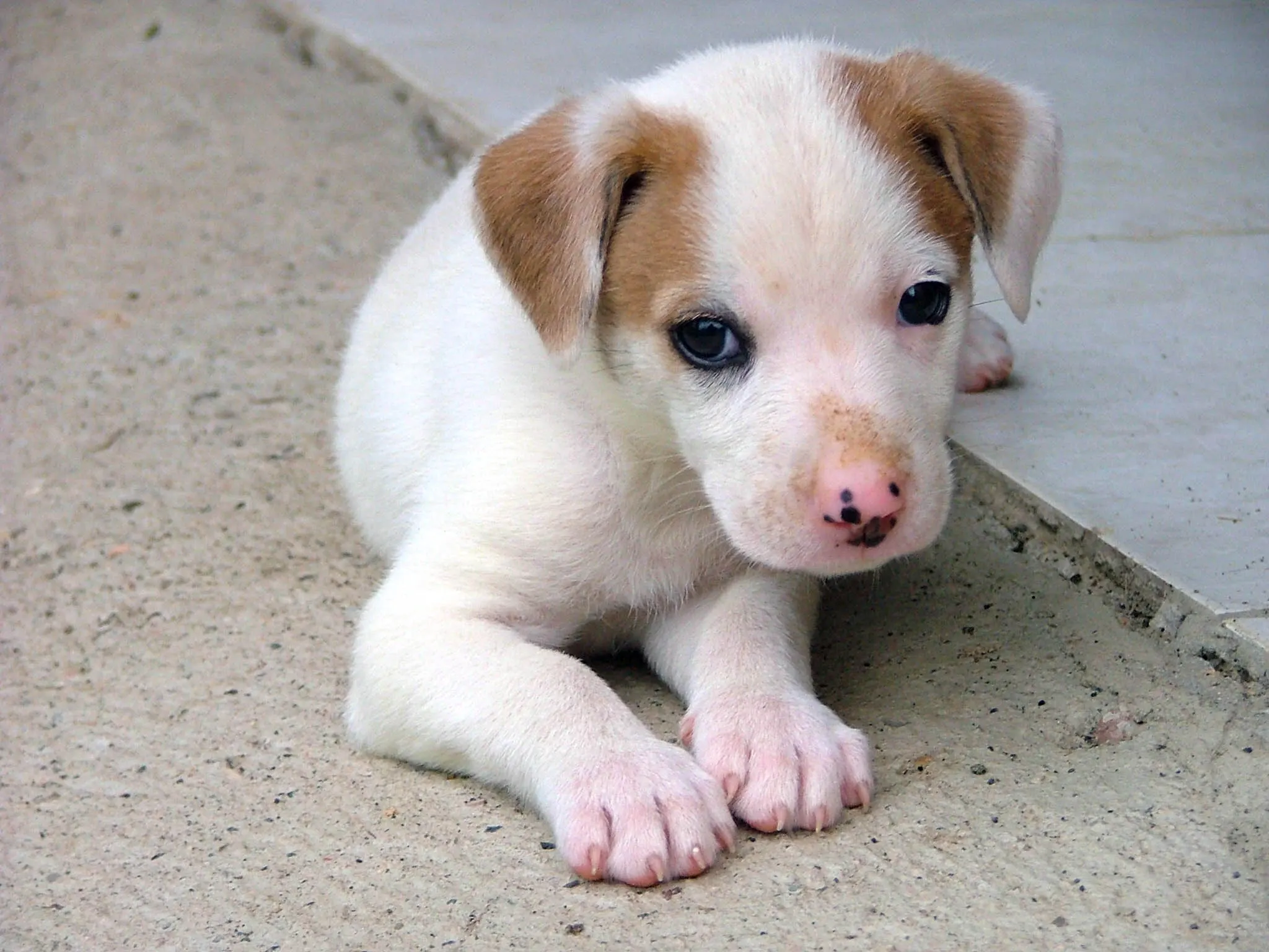 Different Breeds of Dogs and How They Have Been Domesticated 2