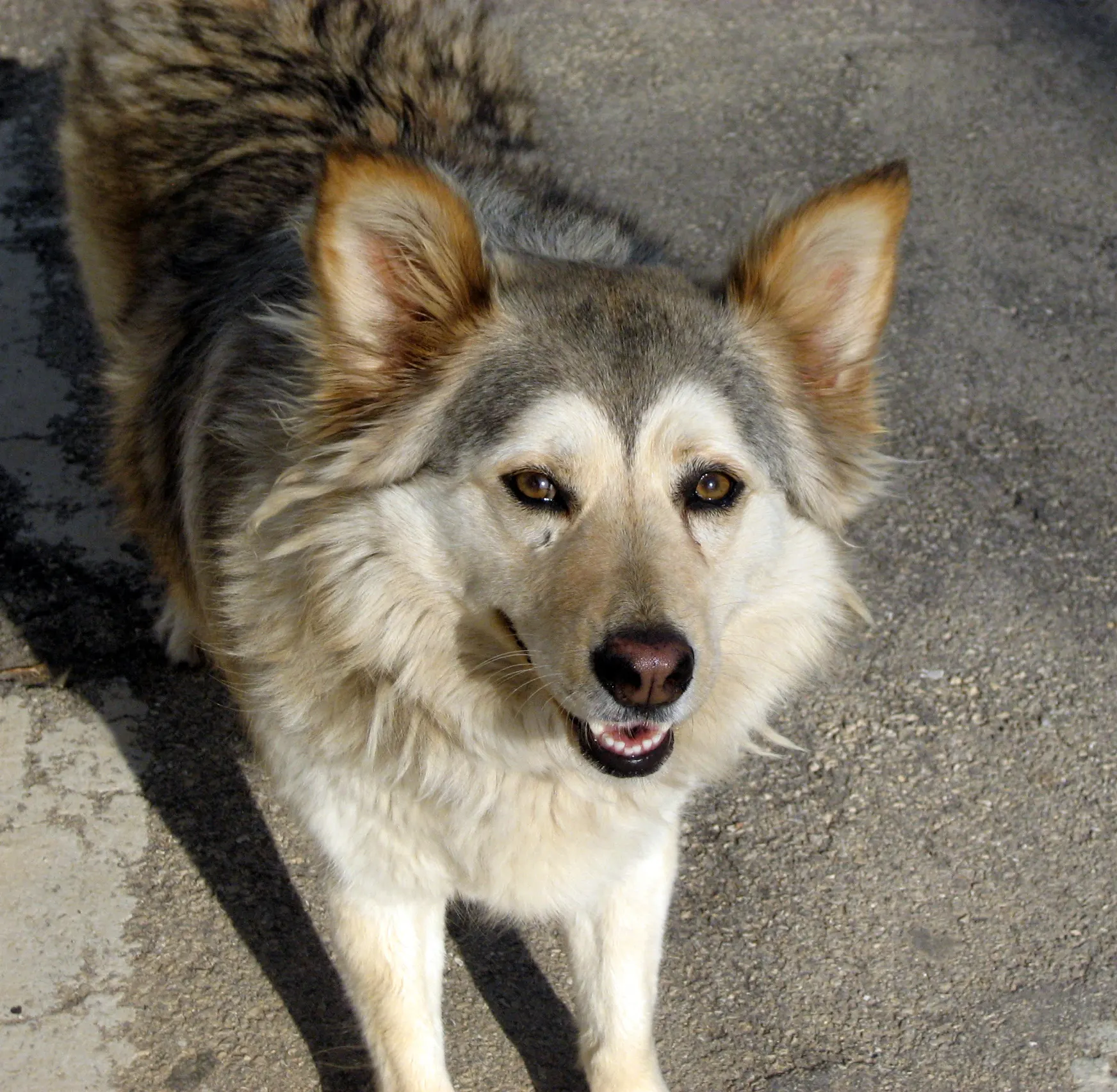Different Breeds of Dogs and How They Have Been Domesticated 3