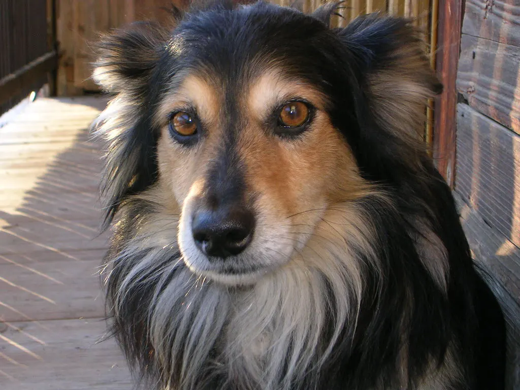 Different Breeds of Dogs and How They Have Been Domesticated 4