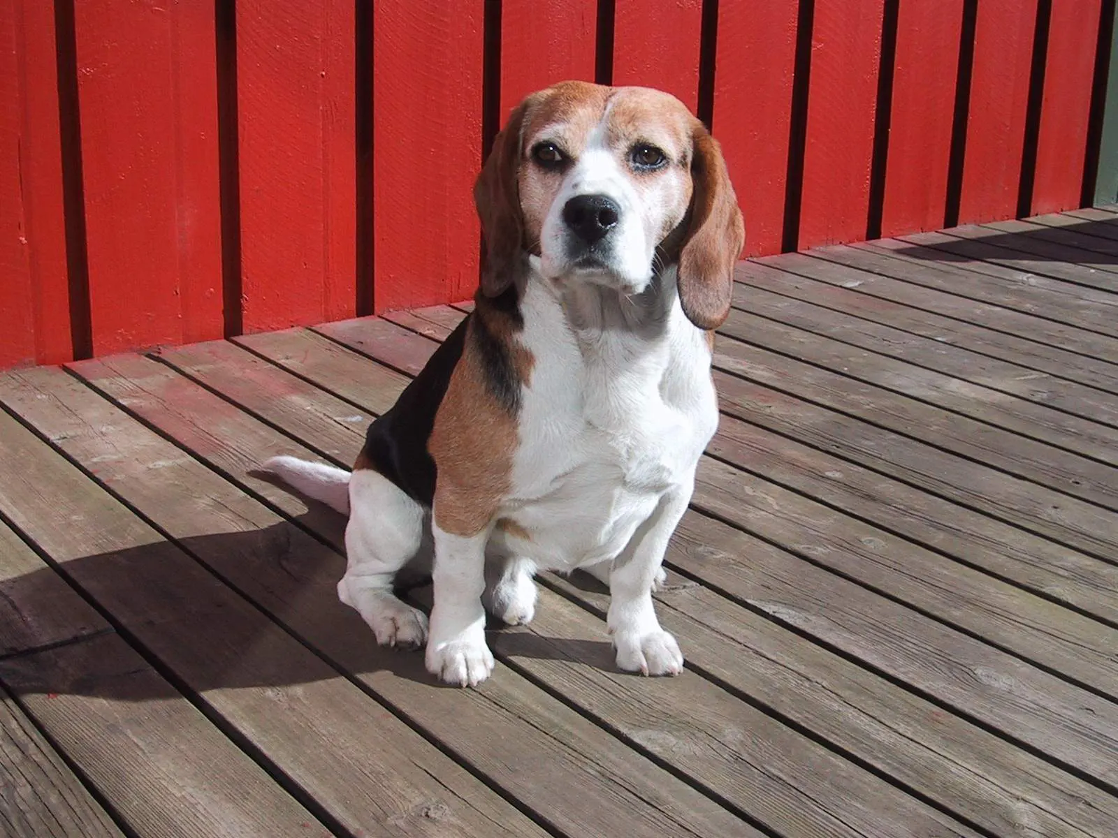 Different Breeds of Dogs and How They Have Been Domesticated 5