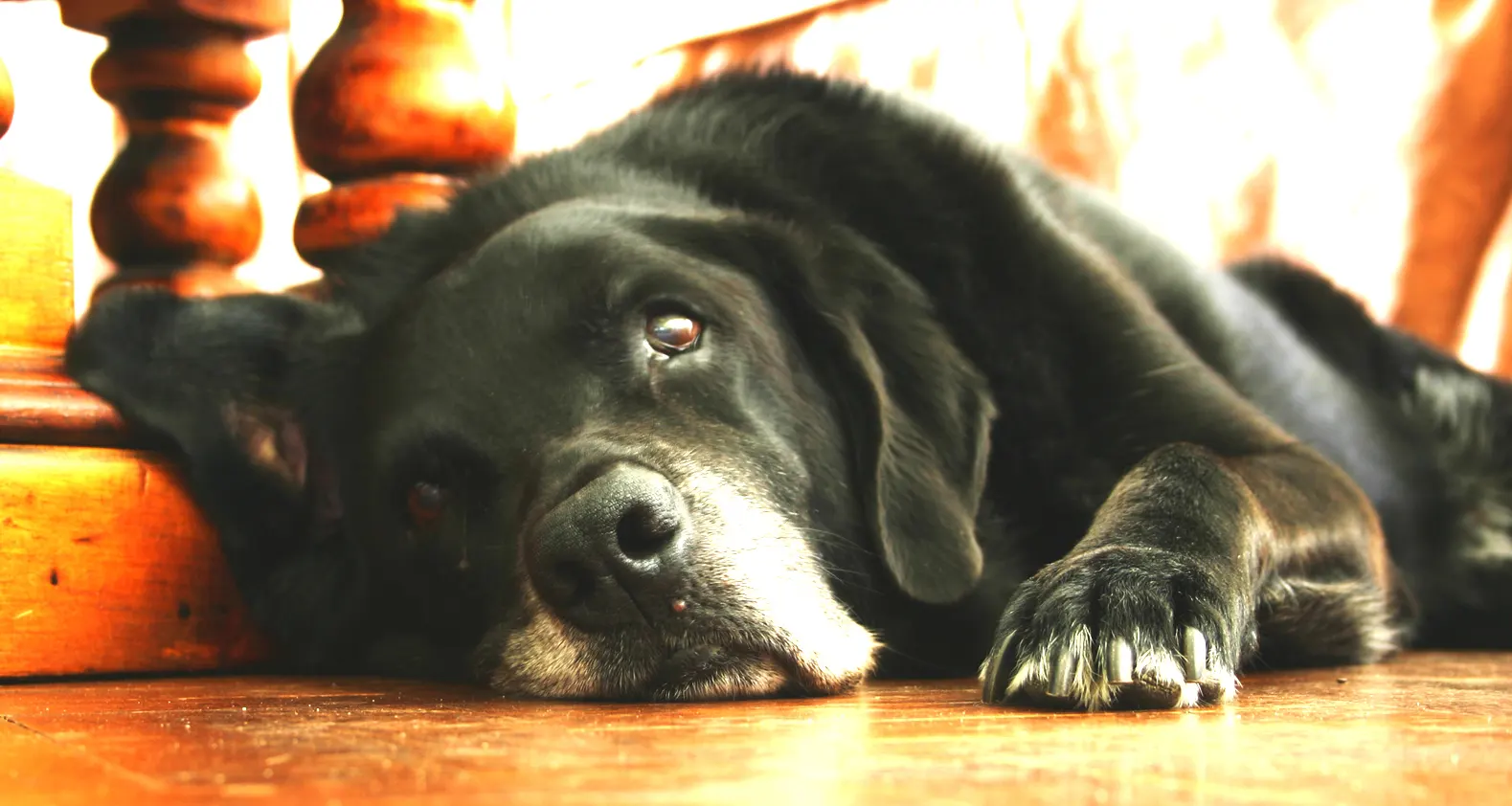 Different Breeds of Dogs and How They Have Been Domesticated 6