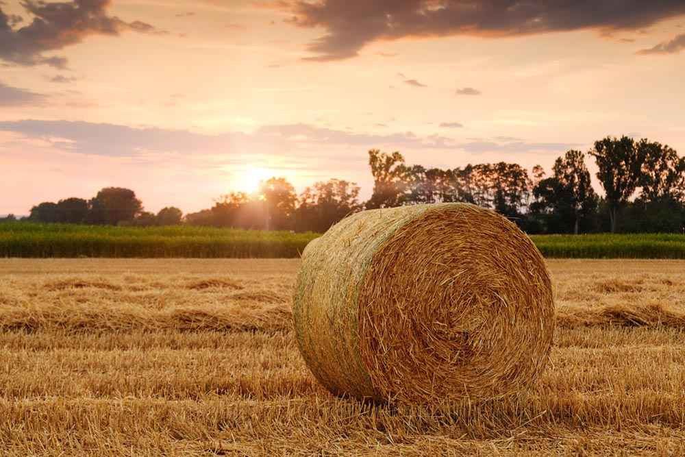 AI in Revolutionizing UK Agriculture