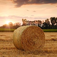 AI in Revolutionizing UK Agriculture